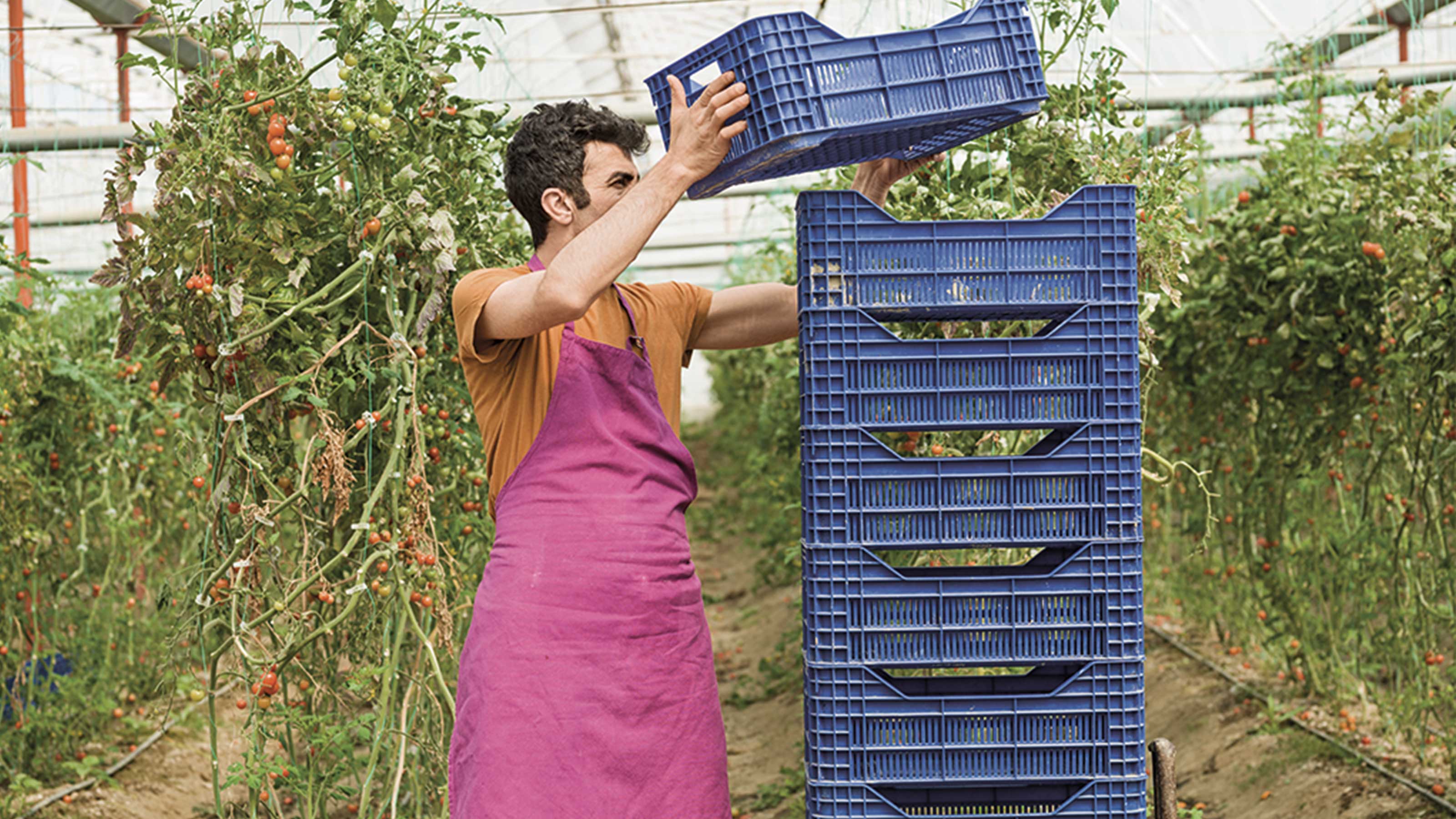 Ein Tomatenbauer stapelt die Tomatenkästchen